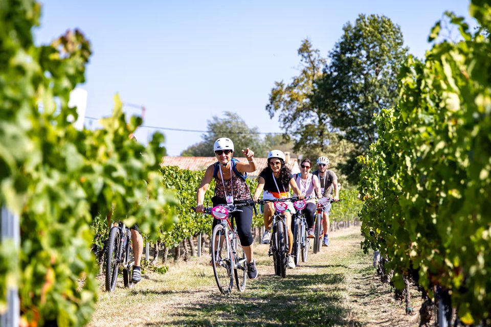 À vélo entre les rangs de vigne