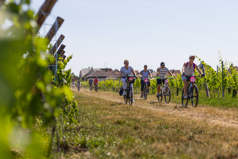 Les cyclistes dans les vignes alsaciennes